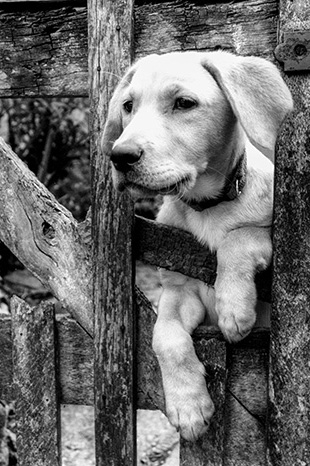 A young dog peeks his head through a wooden gate to greet the viewer (black & white)