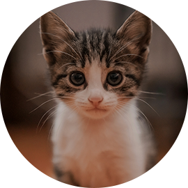 Our girl Karma (mackeral tabby white mix kitten)