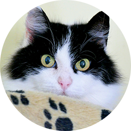 Our boy Batman (adult black and white cat)
