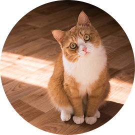 Our boy Rennie (white and ginger adult cat)