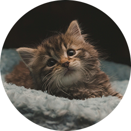 Our boy Charlie (tabby kitten)