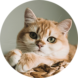 Her royal highness Princess Squidge (cream tabby adult cat)