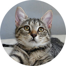 Our boy Puppy (grey tabby adult cat)