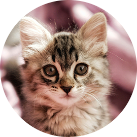 Our magician Merlin (mackerel tabby kitten)