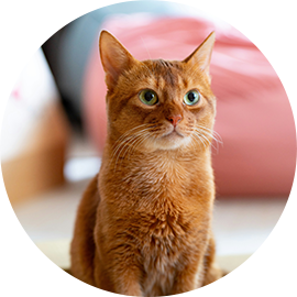 Our boy George (apricot ginger adult cat)