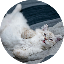 Our lovely lady Duchess (long-haired lilac point adult cat)