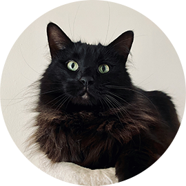 Our boy Shadow (long-haired adult black cat)