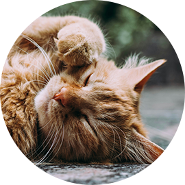 Our boy Alfie (long-haired ginger tabby adult cat)