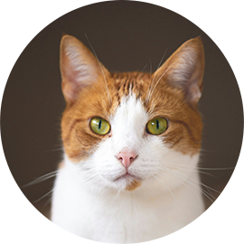 Our boy Marmalade (ginger and white adult cat)
