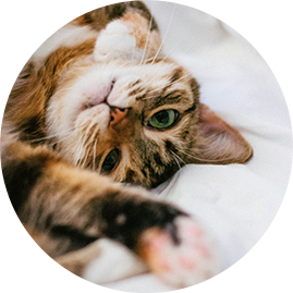 Our girl Gracie (adult cat)