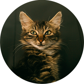 Our boy Gravyb (mackerel tabby kitten)