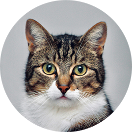 Our distinguished gentleman Major (adult cat)