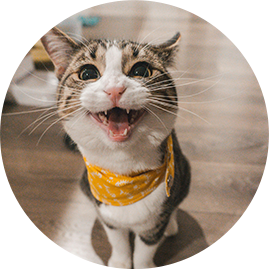 Our boy Theo (white-tabby adult cat mix wearing his favourite yellow bandana)